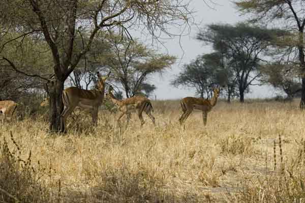 72 - Tanzania - Impalas - parque nacional de Tarangire